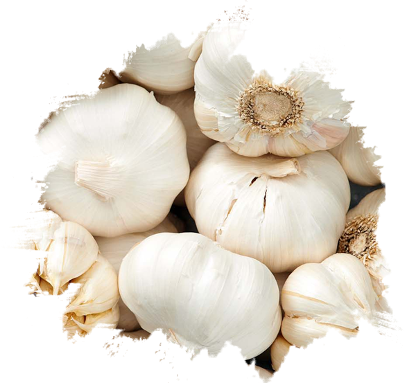 garlic2 copy